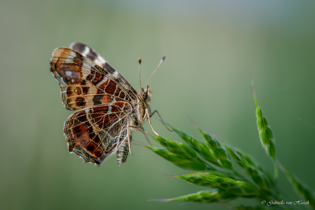 Landkaartje 🦋