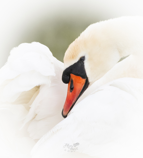 De elegantie van de zwaan