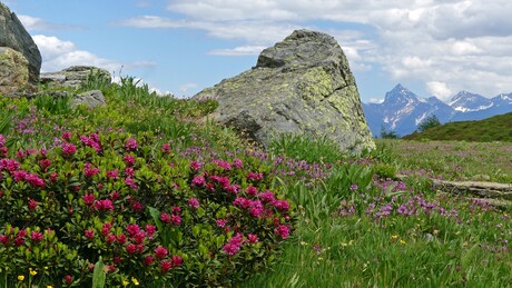 Alpen bloemen met   bergzicht