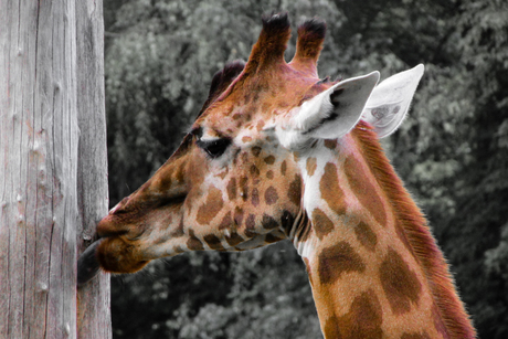 licking giraffe