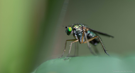 Een slankpootvlieg