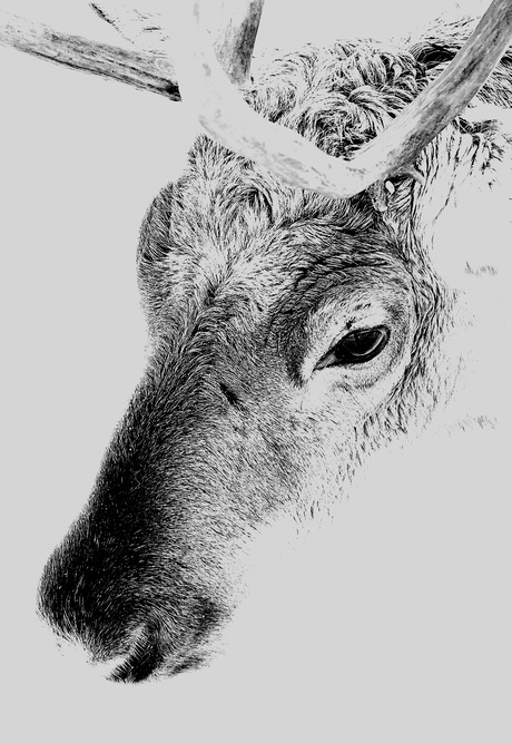 Rendier in de sneeuw 