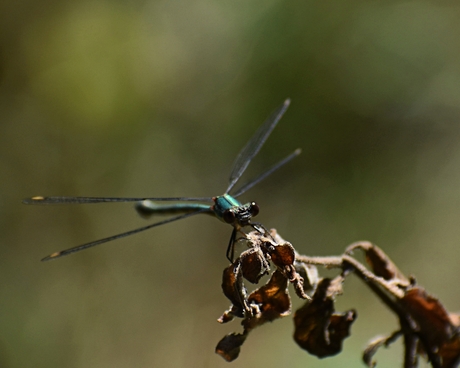 delicacy in nature