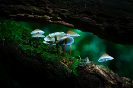 Glowing mushrooms