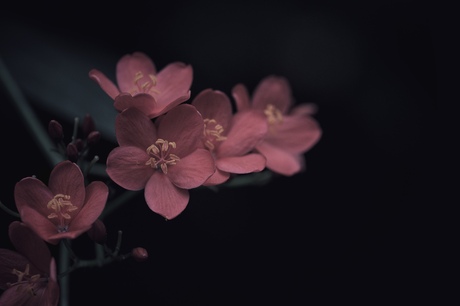 Jatropha integerrima