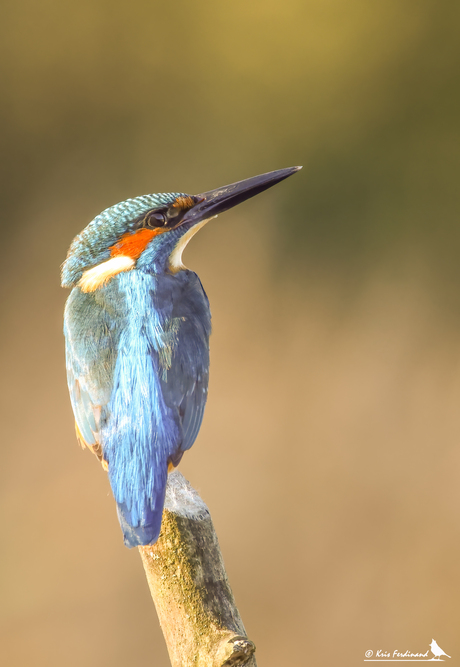 Ijsvogeltje in de Pont in Schilde