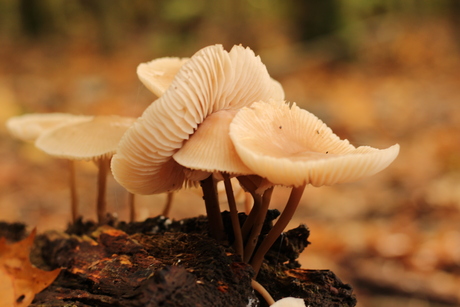 Kale roodsteelcollybia