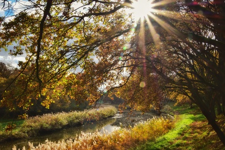 Sterretje in de herfst