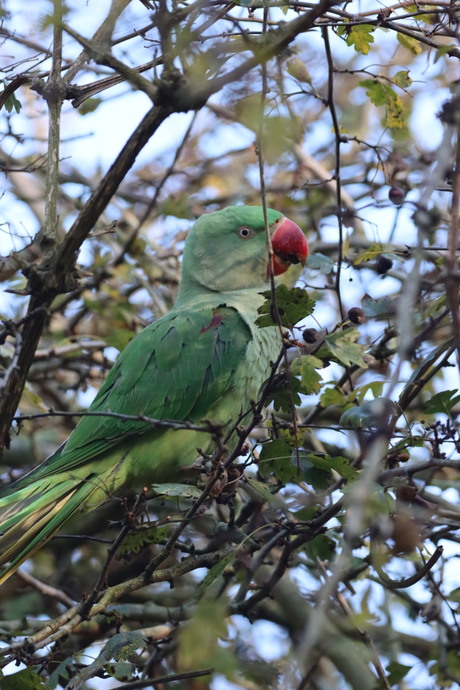 Grote AlexanderParkiet🦜