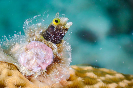 Blenny 