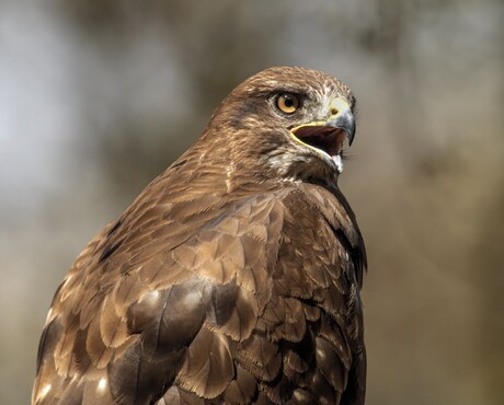 Buizerd.