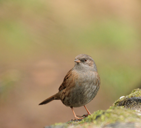 Heggenmus