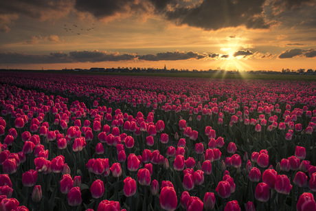 Pink Tulip Party