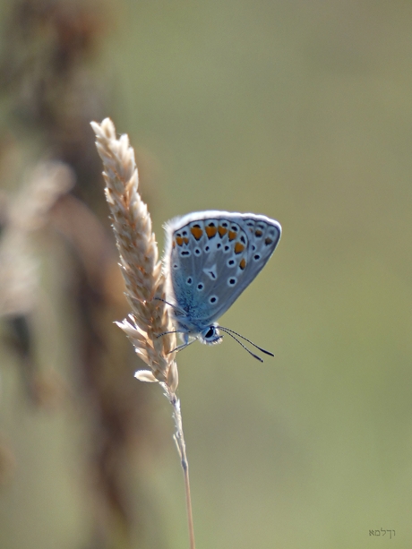 Icarus blauwtje