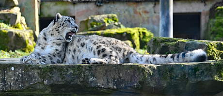 Koning van de Hoogvlakte