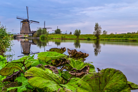 Kinderdijk in het groen