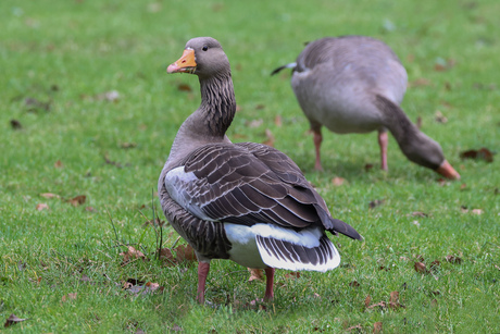 Grauwe ganzen