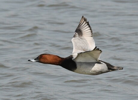 Tafeleend in vlucht.