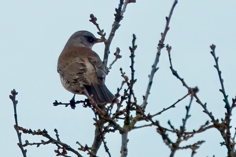 Kramsvogel 