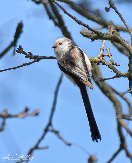 Staartmees witkoppig (Aegithalos caudatus var.)
