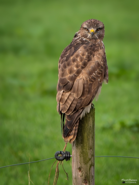 Buizerd.