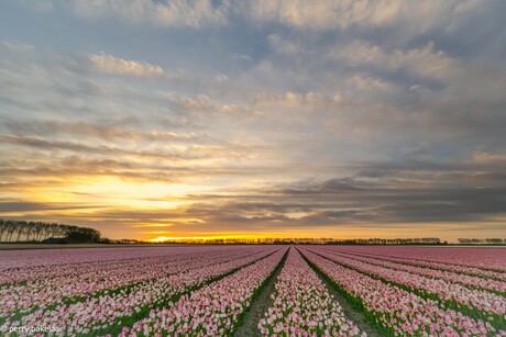 Tulpenveld