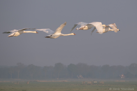 Zwanen boven de polder