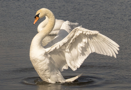 spread your wings
