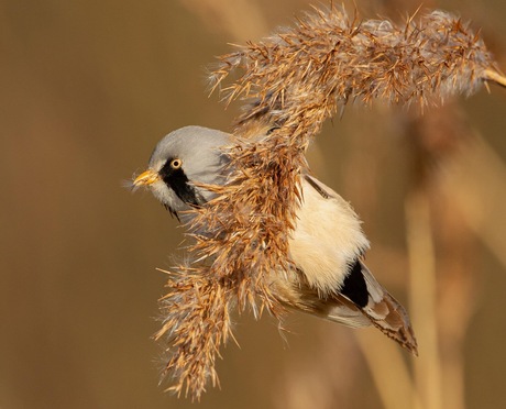 Baardmannetje 