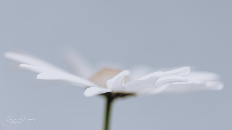 White flower leaves