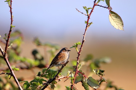 Heggenmus