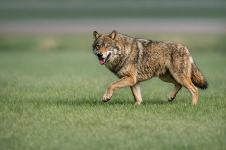 Zomaar midden op de dag .....