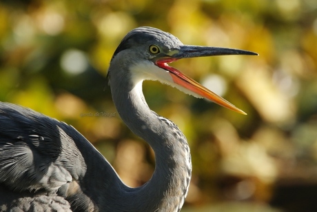 Reiger-portret