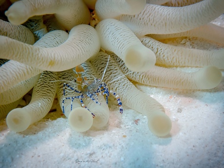 De onderwaterwereld  van Bonaire 
