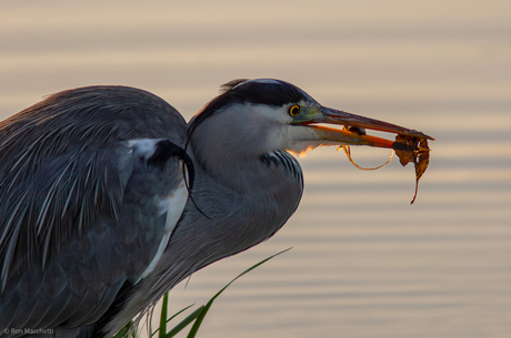 Reiger met prooi .Nou heb ik niet zo'n moderne automatische  oogfocusschietert, dus moet ik wel focussen, maar op welk oog dan ?!