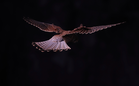 Valk bid, donkere achtergrond 