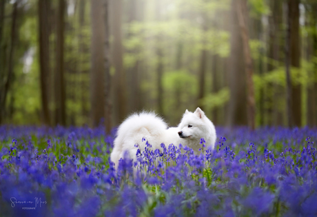 The blue forest