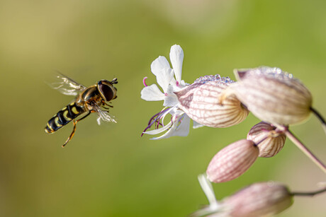 Bloemen en insecten in de Dolomieten