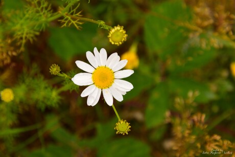 Kamille bloem