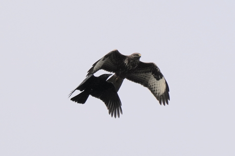 Buizerd en kraai hebben het met elkaar aan de stok