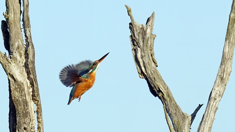 IJsvogel inde vlucht.