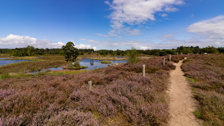 Rustig op de heide.