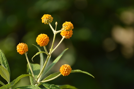 Gele vlinderstruik. mei 2022