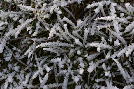 frozen