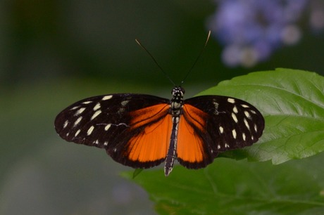 Vlinder