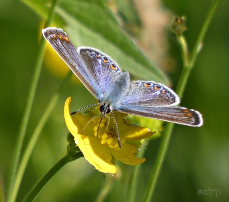It's blue for you.......