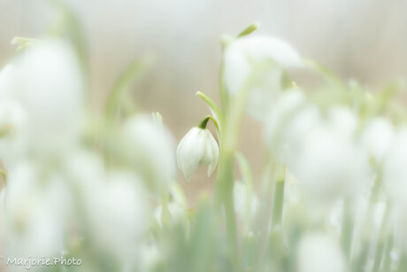 Snowdrops 