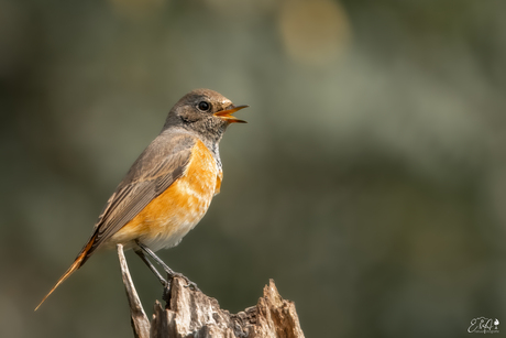 Nieuw soort voor de lens