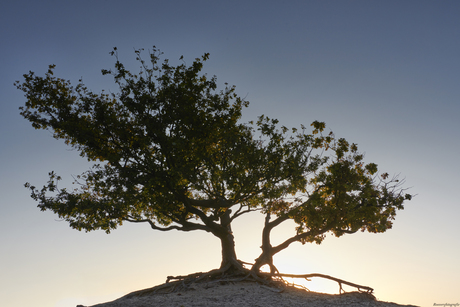 Opkomende zon Loonse en Drunense Duinen