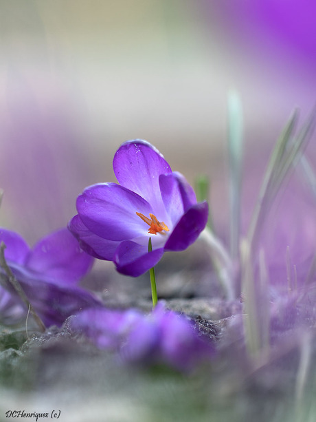 Lente in aantocht!
